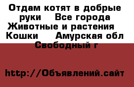 Отдам котят в добрые руки. - Все города Животные и растения » Кошки   . Амурская обл.,Свободный г.